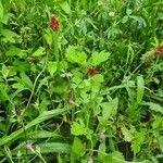 Trifolium incarnatum Leaf