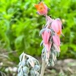 Echeveria lilacina Flower
