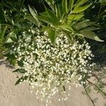 Sambucus nigra Flower