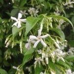 Trachelospermum jasminoides Leht