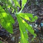 Panopsis sessilifolia 叶