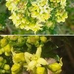 Galium arenarium Flower