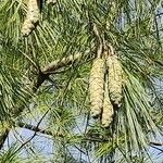 Pinus bhutanica Ffrwyth