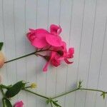 Lathyrus nissolia Квітка