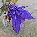 Aquilegia alpina Flower