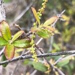 Quercus fusiformis മറ്റ്