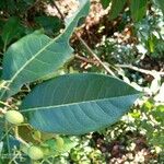 Chionanthus ramiflorus Lapas