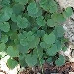 Echinocereus reichenbachii Leaf