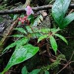 Begonia hemsleyana Hàbitat