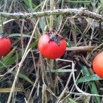 Solanum capsicoides ഫലം