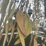 Eucalyptus caesia 叶