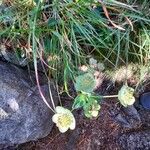 Bupleurum angulosum Flower