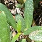 Sesuvium portulacastrum Leht