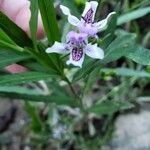 Dianthera americana Flower