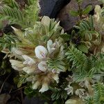 Astragalus sempervirens Fleur