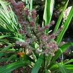 Helmholtzia glaberrima 花