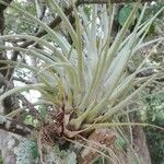 Tillandsia utriculata Лист