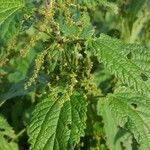 Urtica dioica Квітка