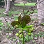 Tacca leontopetaloides ফুল