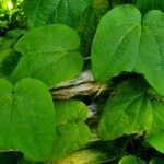Passiflora capsularis Лист