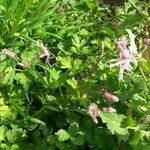 Lychnis flos-cuculi Blüte