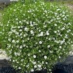 Heliosperma pusillum Агульны выгляд