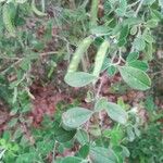 Cytisus villosus Агульны выгляд