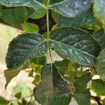 Rosa x odorata Likasa