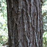 Thespesia populnea Bark