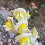 Antirrhinum latifolium Virág