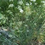 Peucedanum schottii Habit
