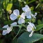 Raphanus raphanistrum Flower