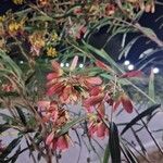 Heteropterys glabra Fruitua