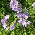 Cardamine pratensisFlor