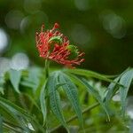 Jatropha multifida Vrucht