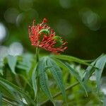 Jatropha multifida Fruit