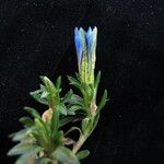 Gentiana meiantha موطن