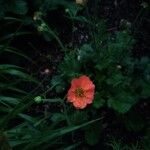 Geum coccineum Blomst