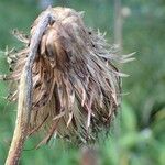 Cirsium heterophyllum Fruit