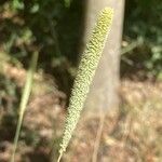 Phleum pratenseFloare