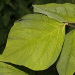 Desmodium distortum Leaf