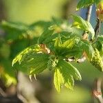 Acer tataricum পাতা