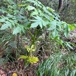 Daucus decipiens Buveinė