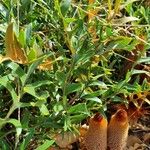 Banksia blechnifolia Levél