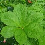 Rodgersia aesculifolia Leaf