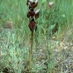 Serapias cordigera Habit