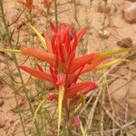Castilleja linariifolia Цвят