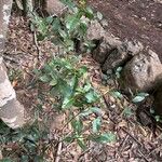 Laurus novocanariensis Лист