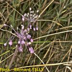 Allium coloratum Habitus