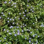 Veronica hederifolia Habit